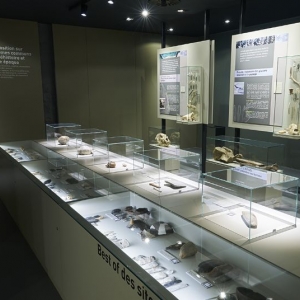 PREHISTOMUSEUM_collection.jpg