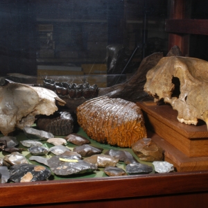 Fig.7-f_vitrine_divers_paleo.jpg