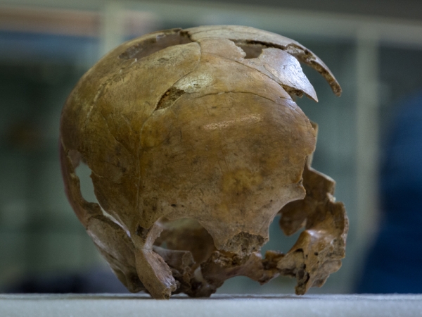 Engis_2_Schaedel_3.jpg